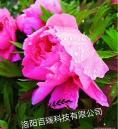 缘何洛阳“花开时节动京城”