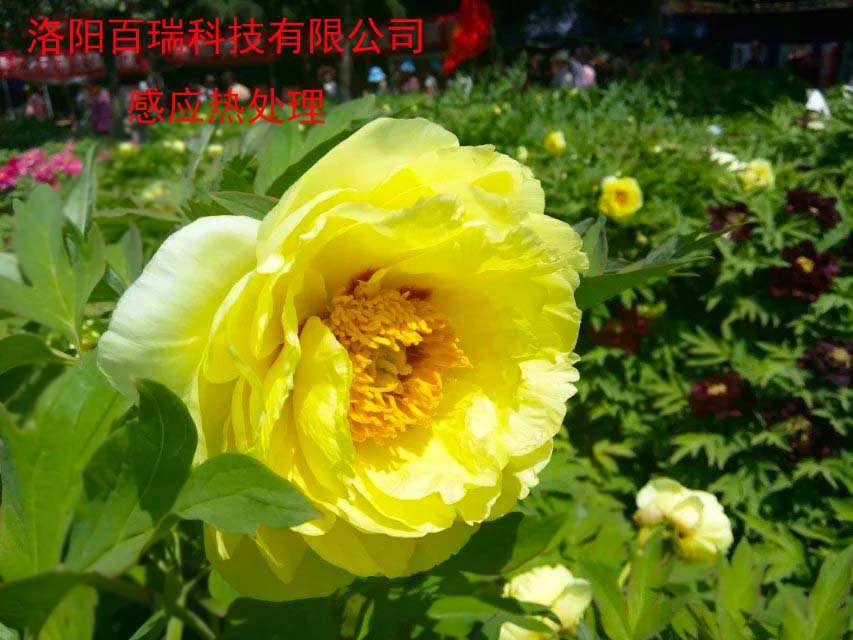 1587021236124456.png 图片5.png