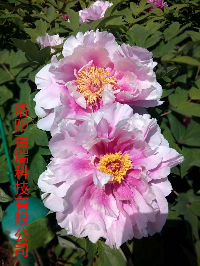 1587021297791313.png 图片7.png