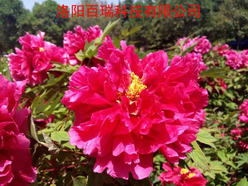 1587021320125351.png 图片9.png