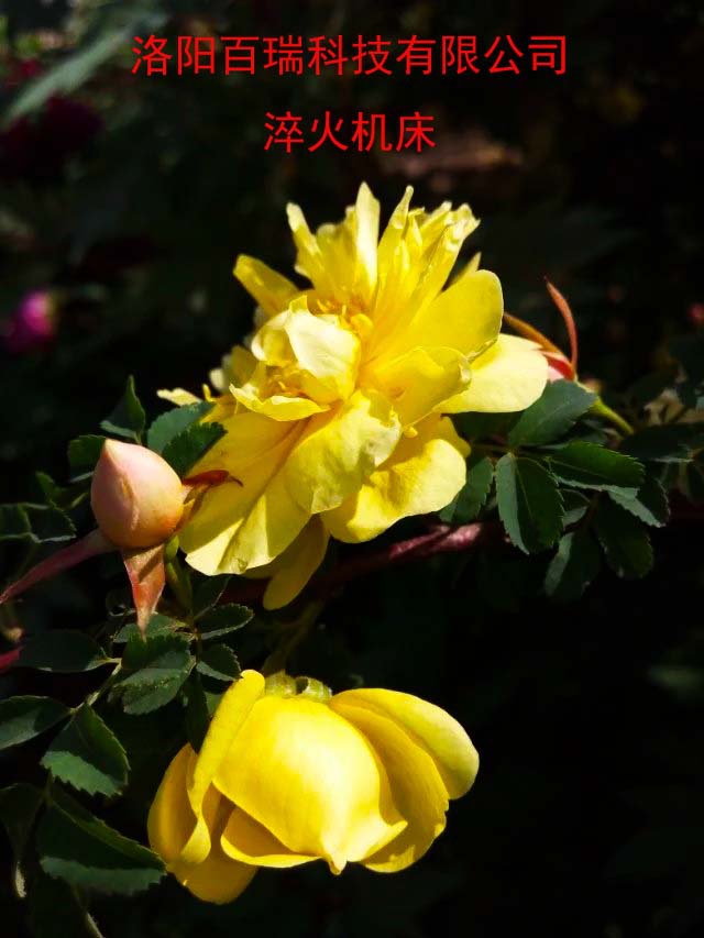 1587021399869501.png 图片12.png