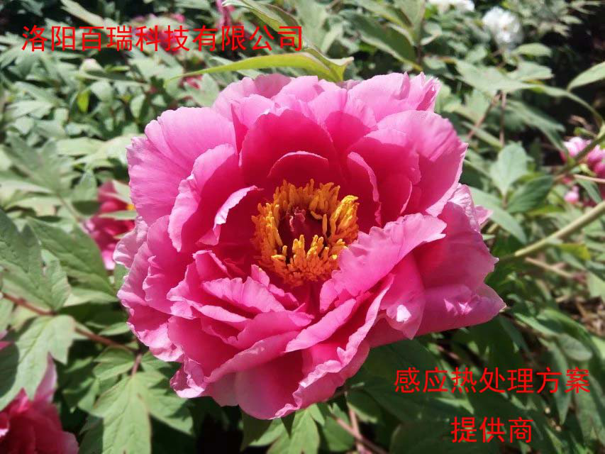1587021502102670.png 图片15.png