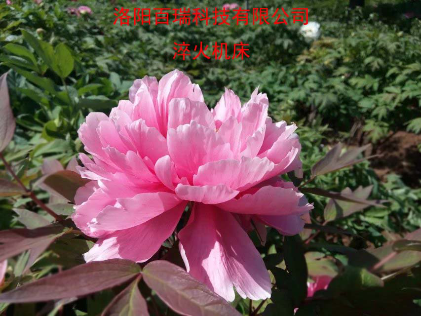1587021554646583.png 图片16.png